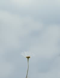 A single white bloom